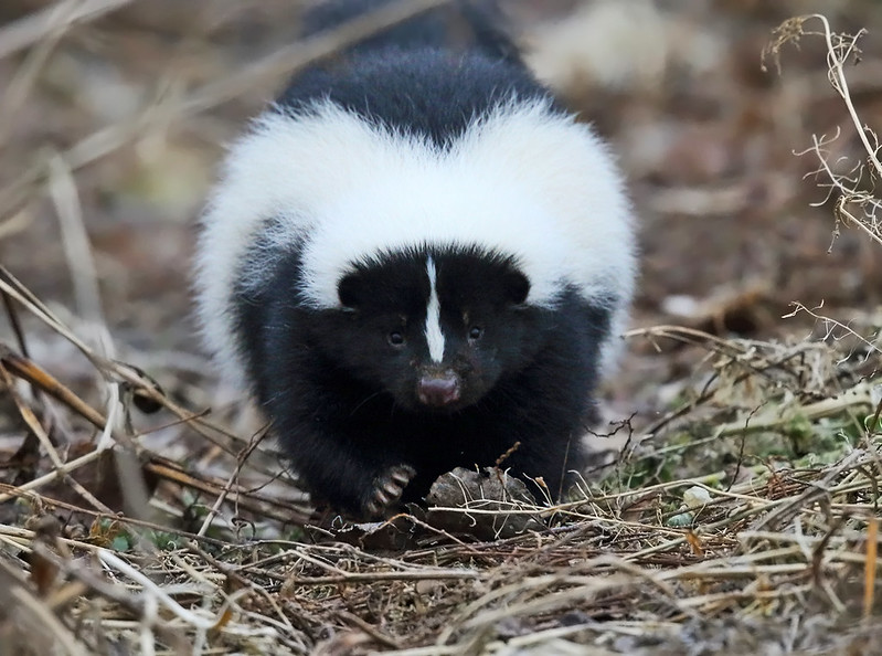 striped skunk