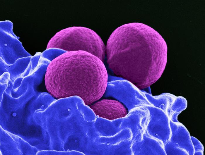 Methicillin-resistant Staphylococcus aureus