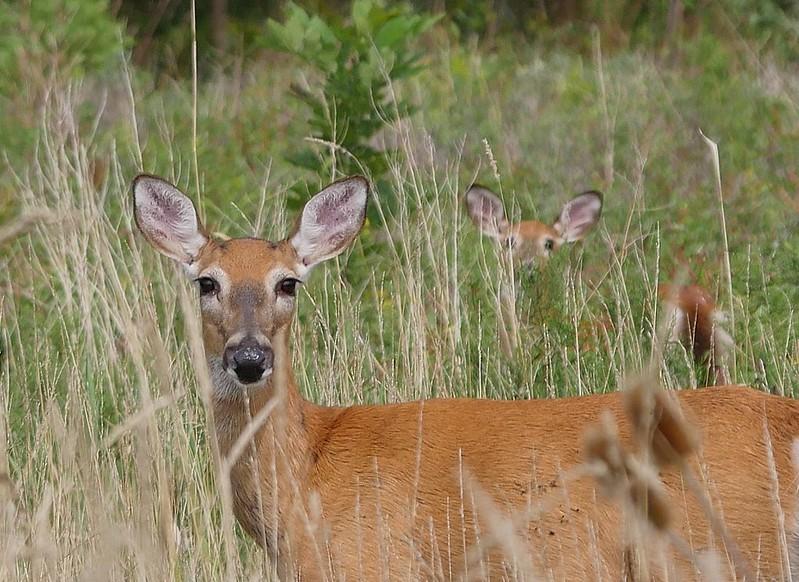 white tail deer