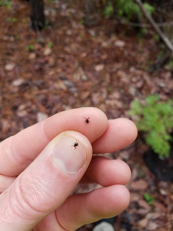 Western black-legged ticks