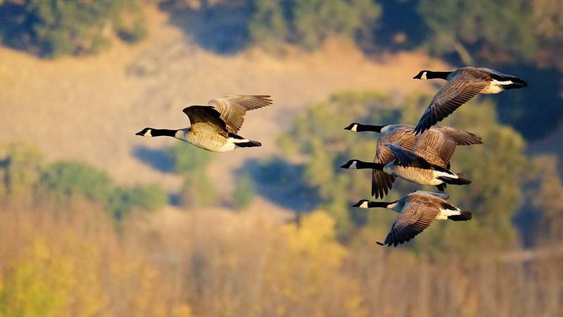 Canadian geese 