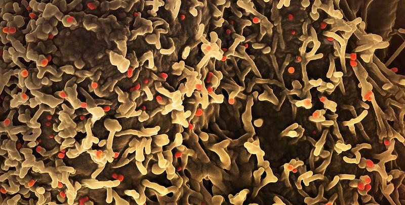 mpox virus