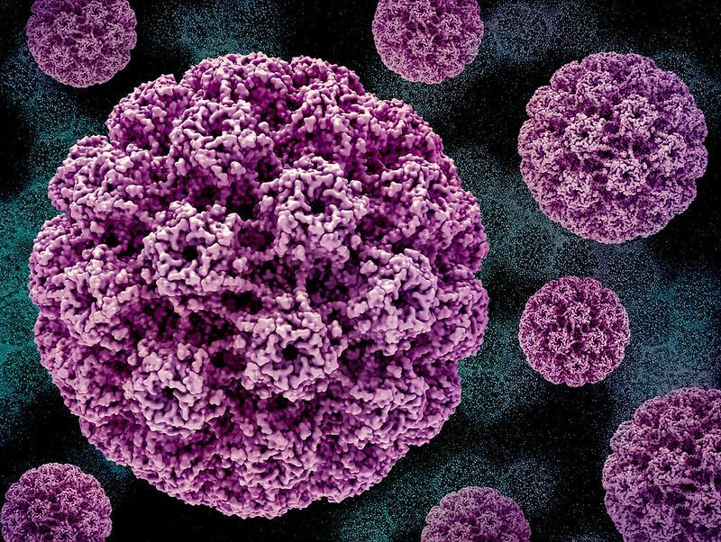 hpv
