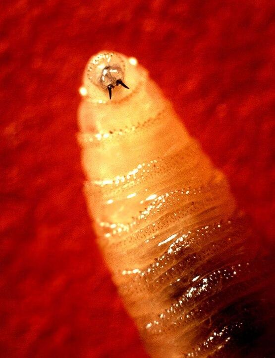 screwworm larva
