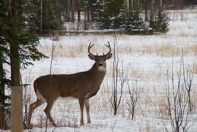 White-tail deer buck