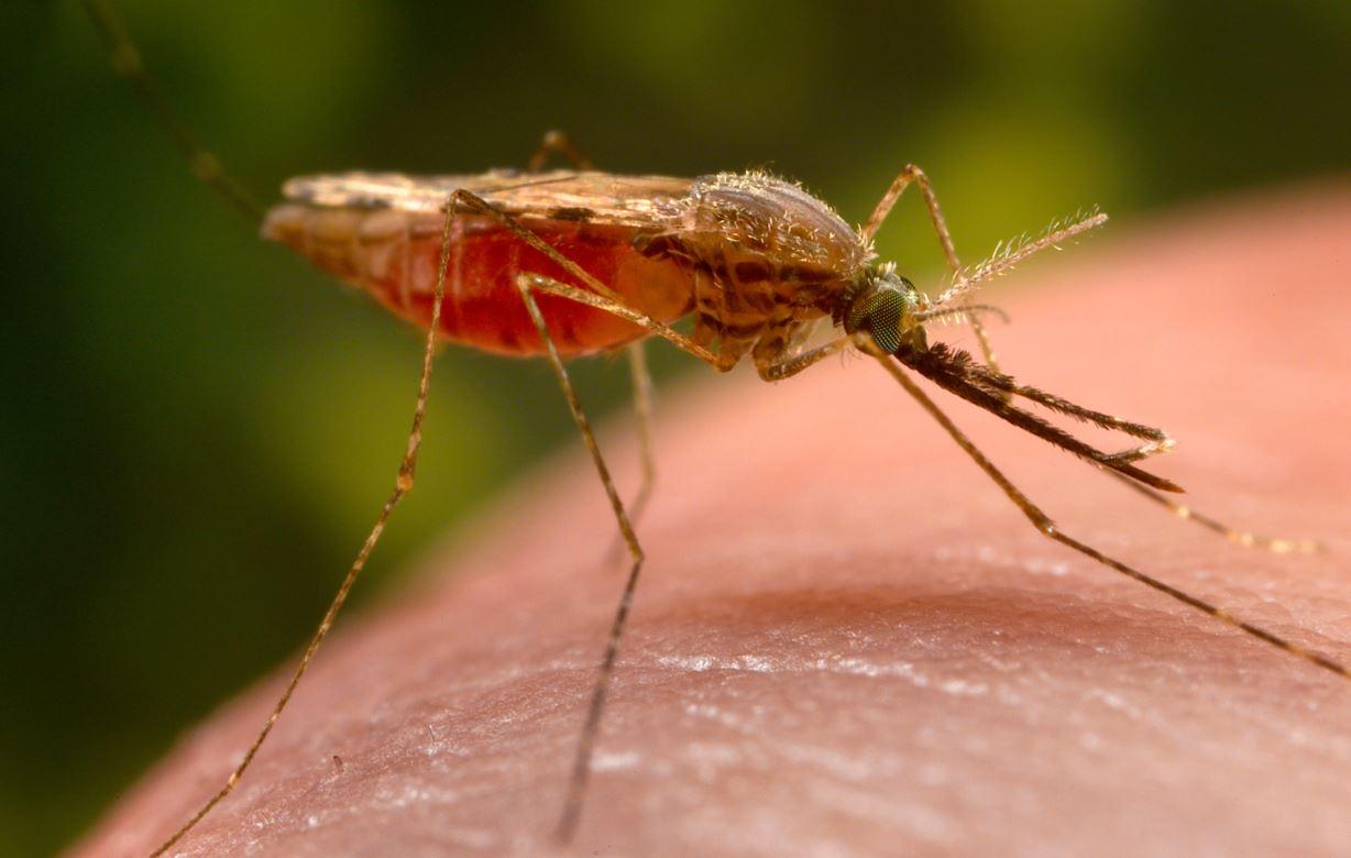 Anopheles mosquito