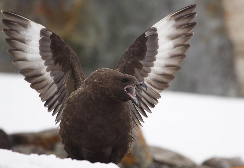 Antarctic skua