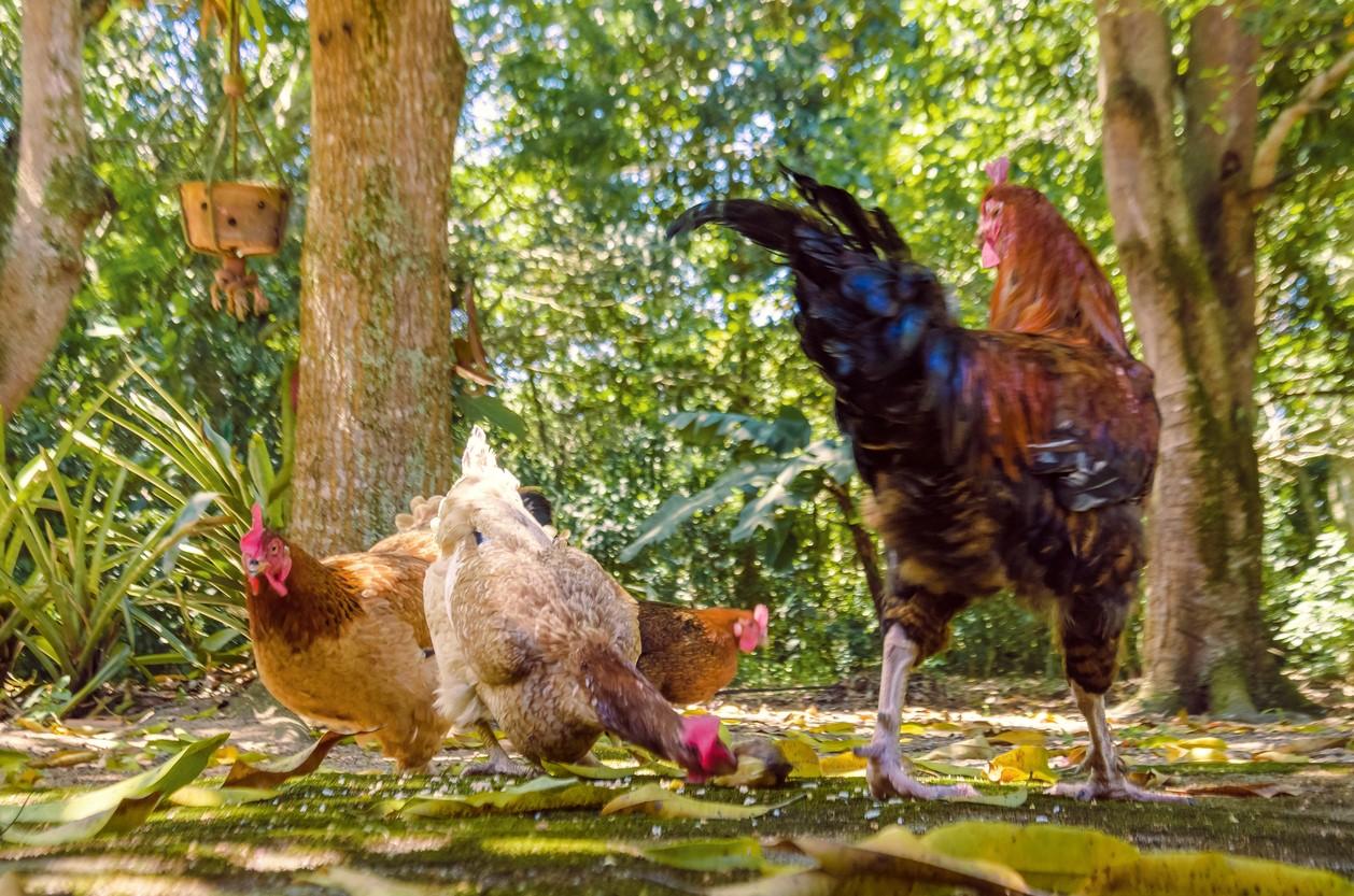 Backyard chickens and rooster