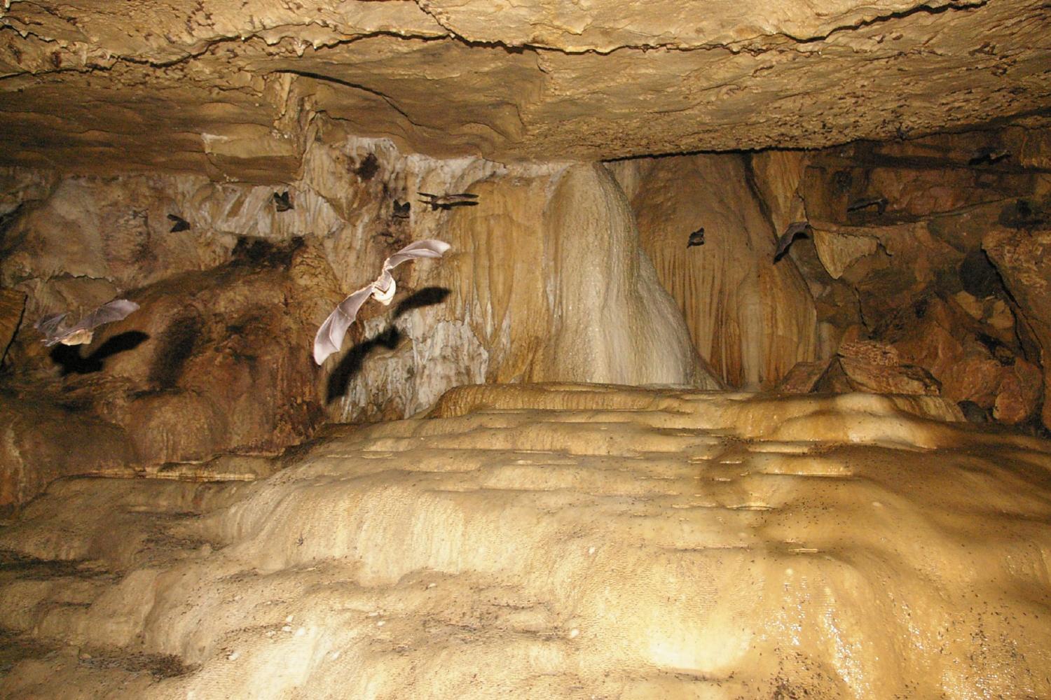 Bats in cave