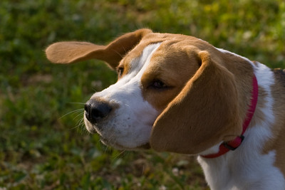 Beagle