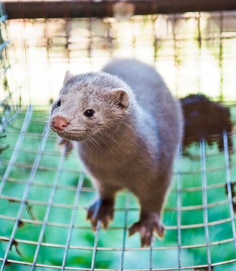Mink in a cage on fur farm