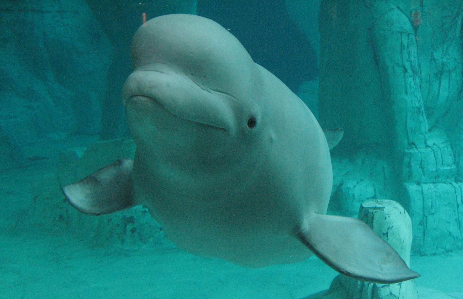 Beluga whale