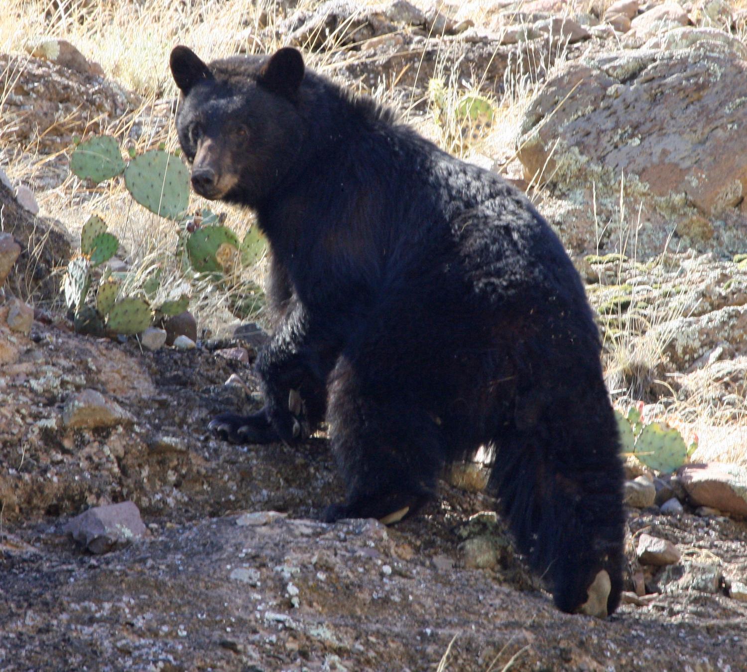 Black bear