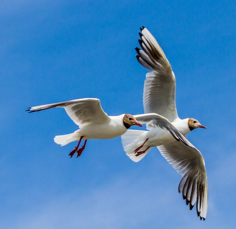 Black-headed gulls