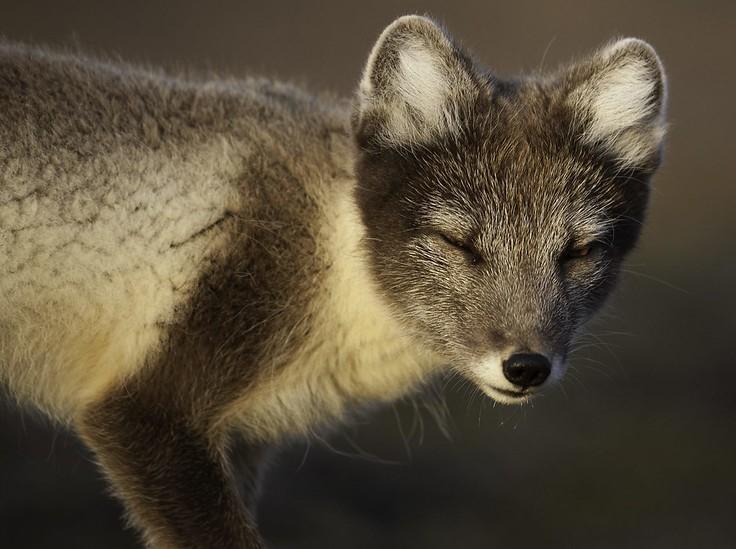 Woman goes to fox farm for fur coat, gets pet instead