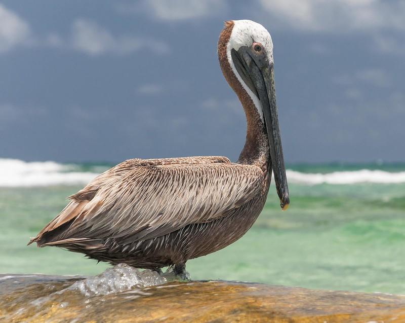 Brown pelican