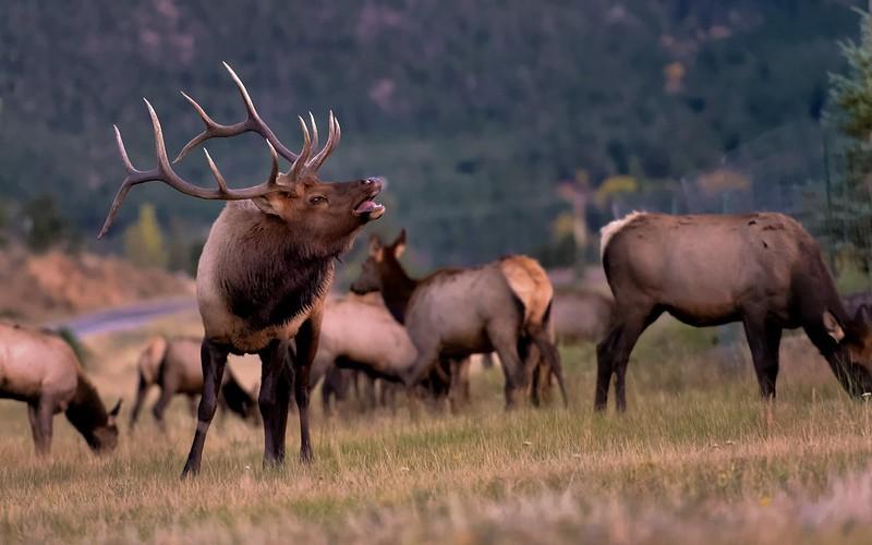 Bull elk bugling