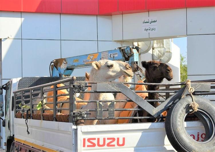 camels in a truck