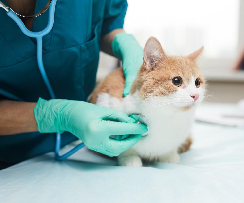 Cat examined by vet