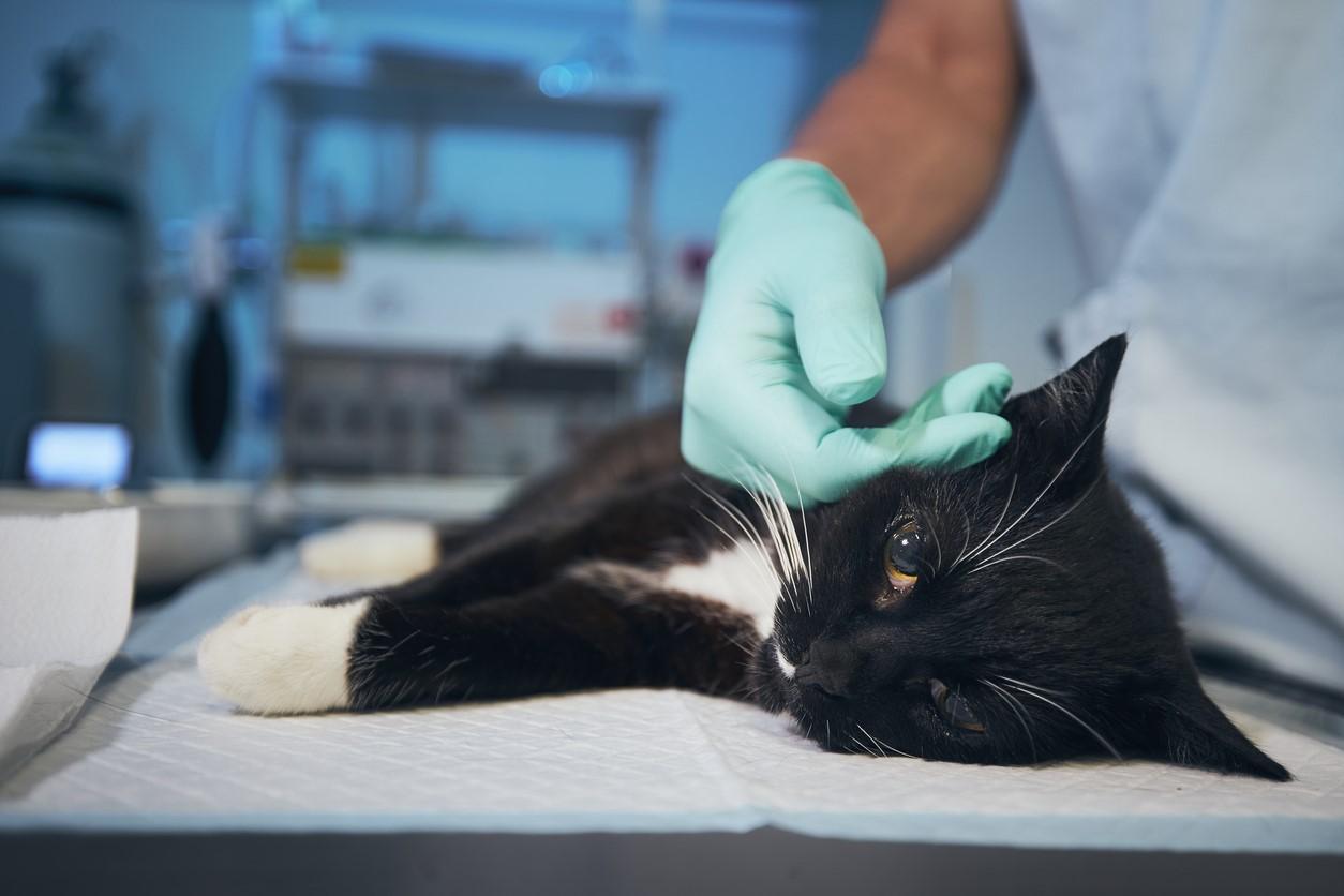 Cat exam table