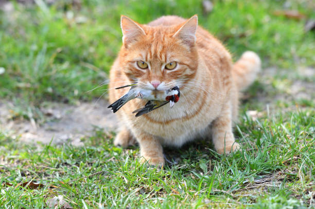 Cat with bird in its mouth
