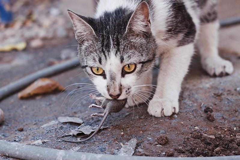 Cat with mouse in mouth