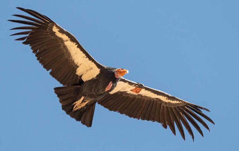 Condor