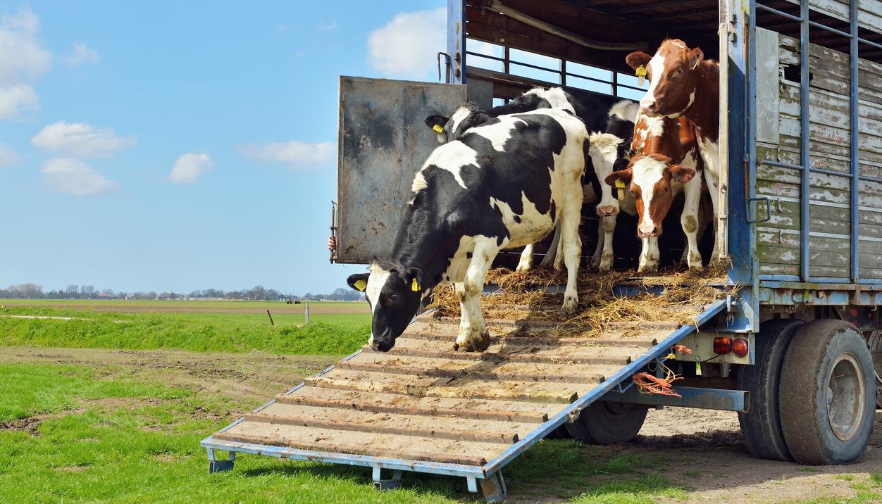 Cows exiting truck
