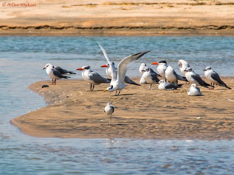 crested terns
