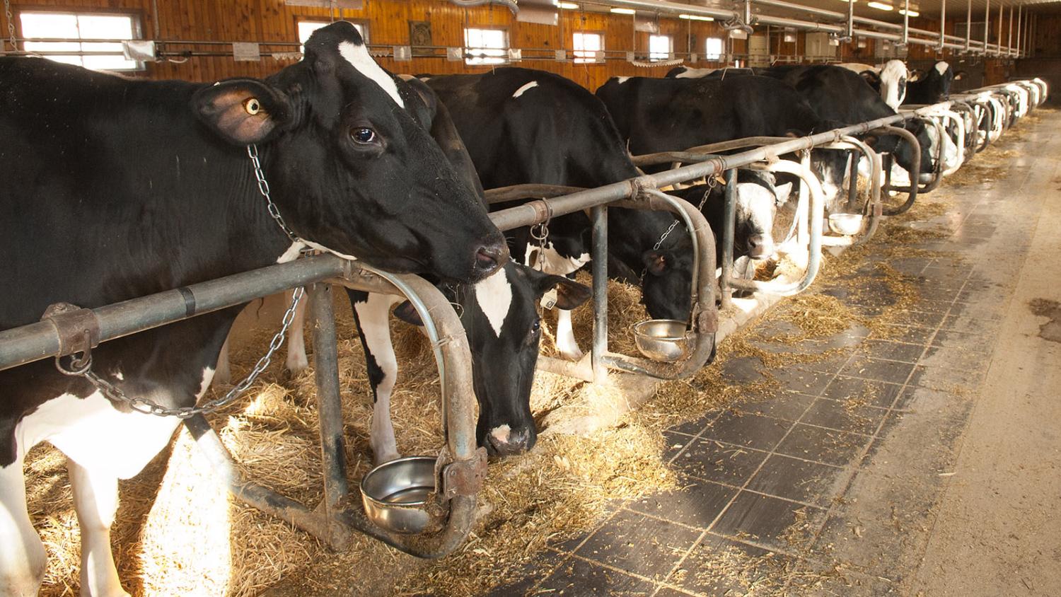 Dairy cows