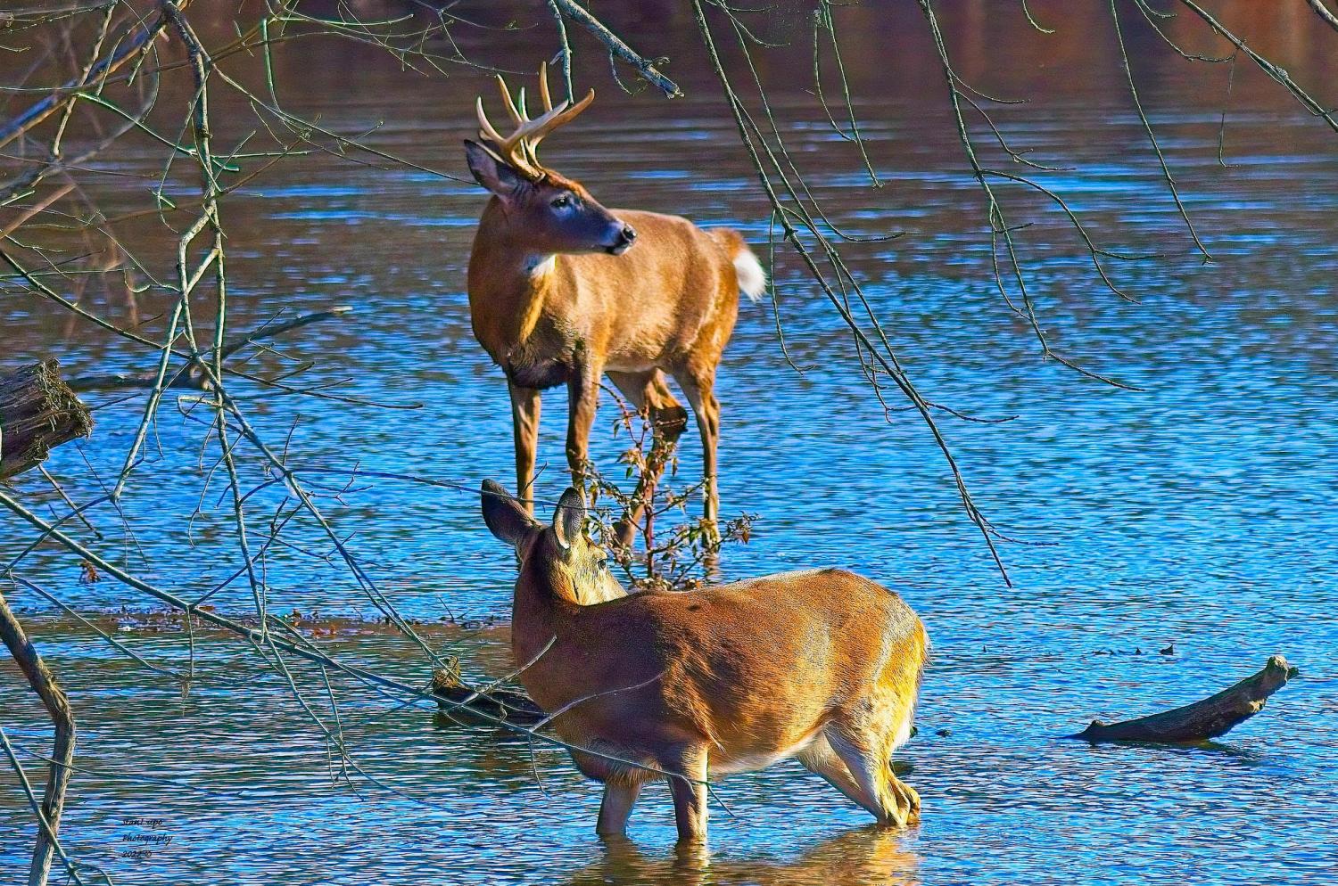 Deer couple in lake
