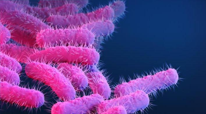 Shigella bacteria
