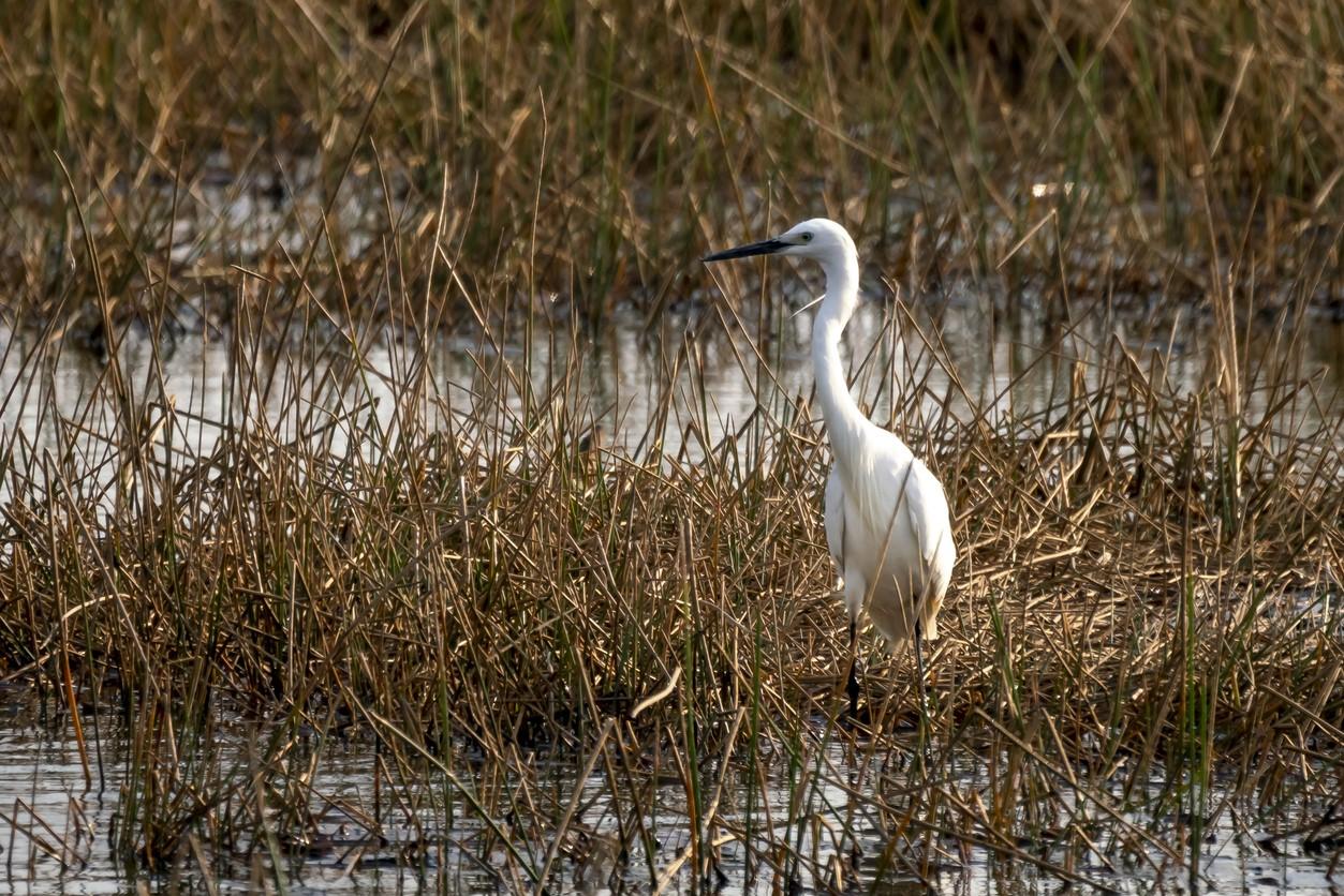 Egret in wetland