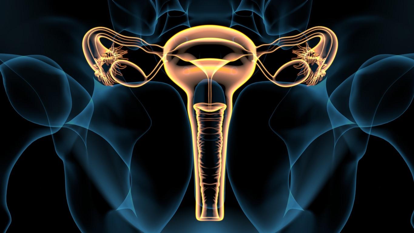 Female reproductive system illus