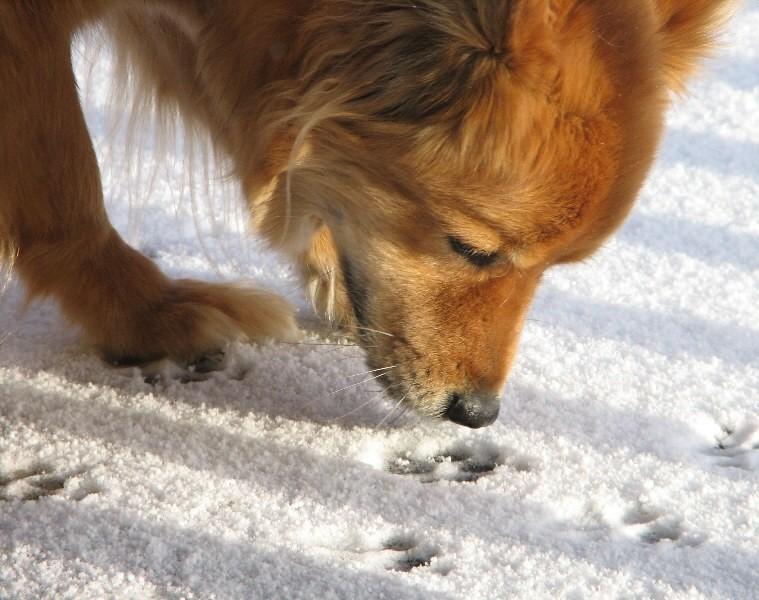 Dog sniffing tracks in snow