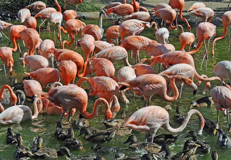 Flamingoes and waterfowl