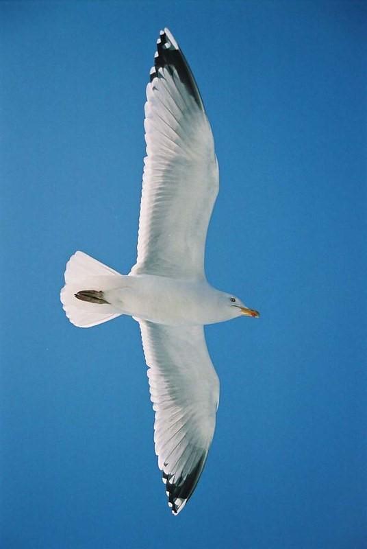 Gull in flight