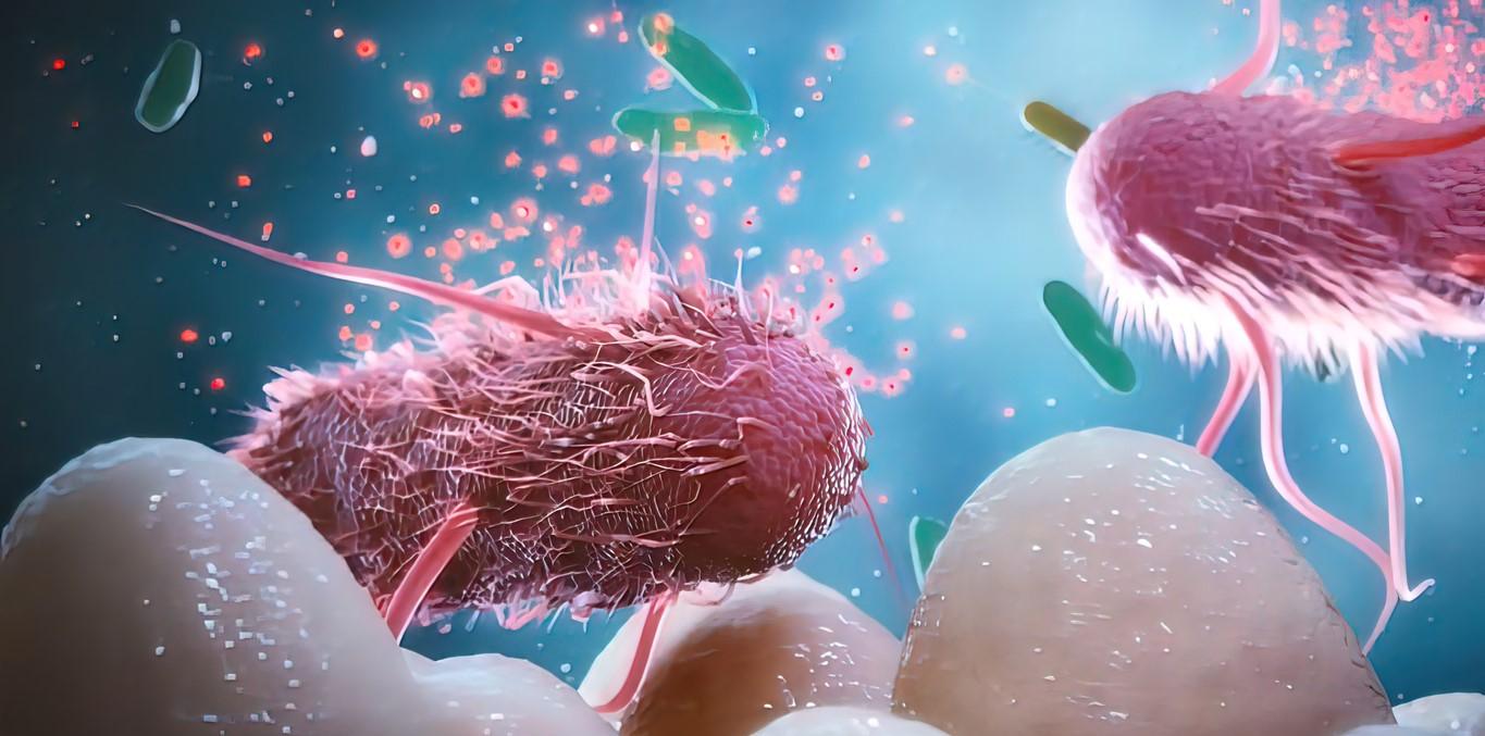Gut bacteria