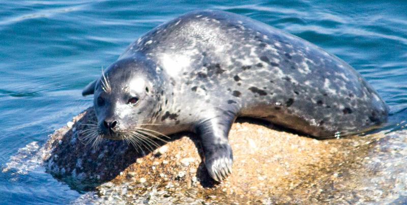 Harbor seal