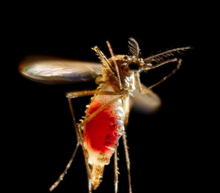 High-flying mosquito