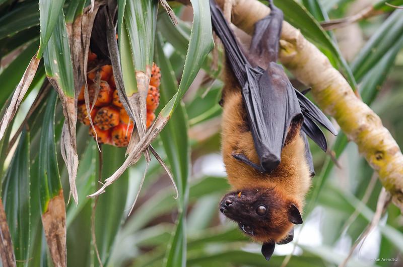 Indian fruit bat