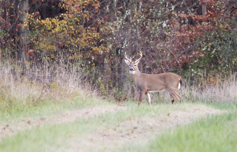 Indiana buck