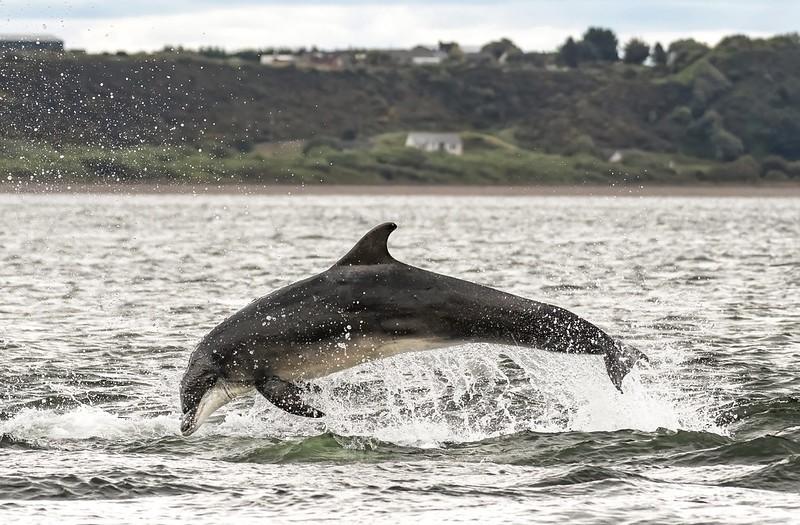 Leaping dolphin