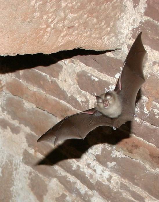 Lesser horseshoe bat