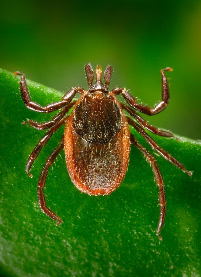 Lyme disease tick