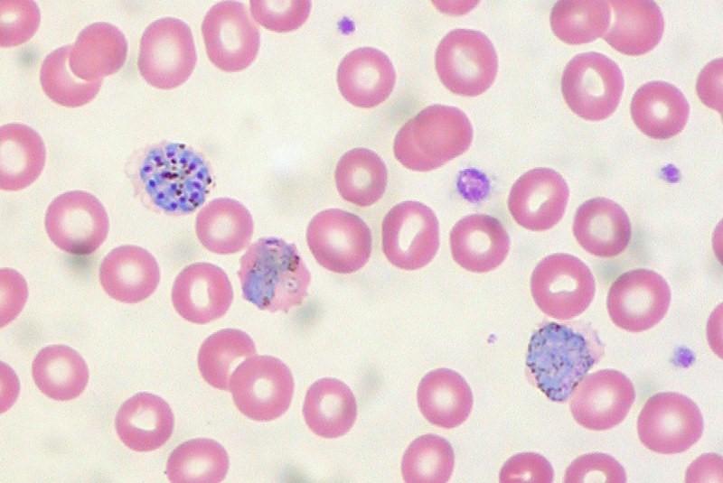 Malaria parasites