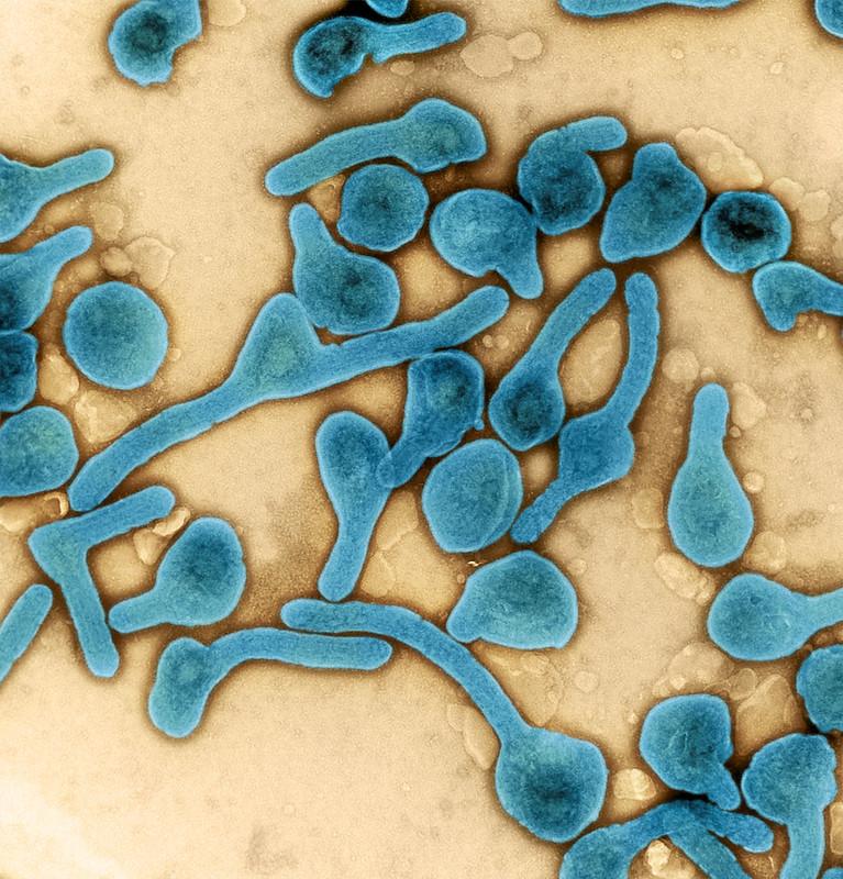 Marburg vaccine particles