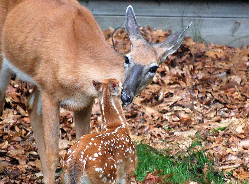 Doe and fawn in grass