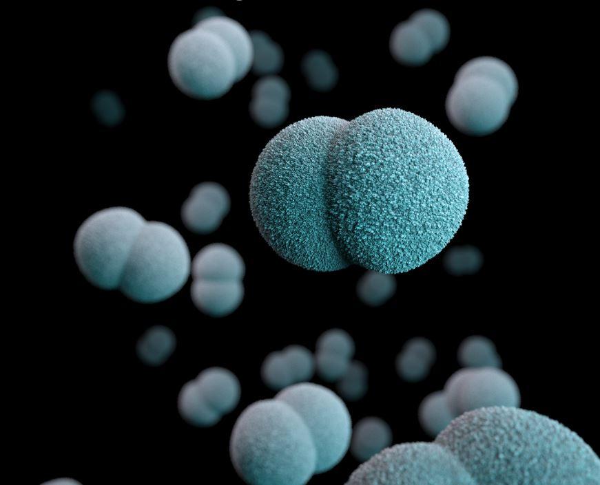 Meningococcus