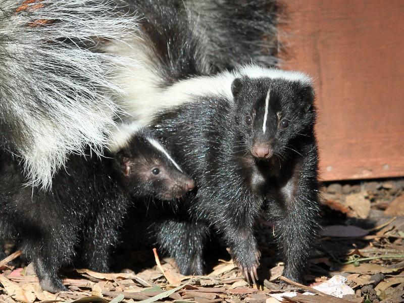 Pair of skunks